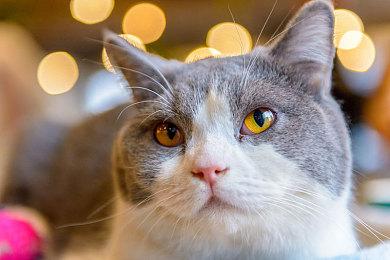 《忍者神龟：施莱德的复仇》实体年度版11月30日登Switch